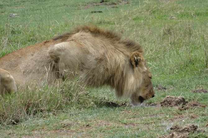 Ngorongoro Crater Day Tour - Additional Information