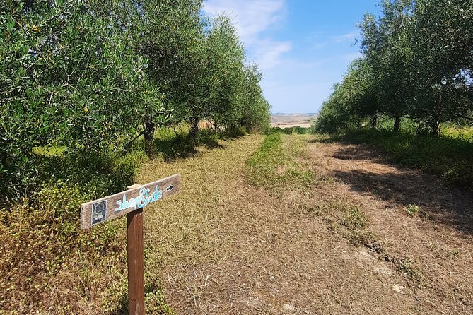 Olive Experience Walk Among the Olive Trees With Tasting - Booking Details