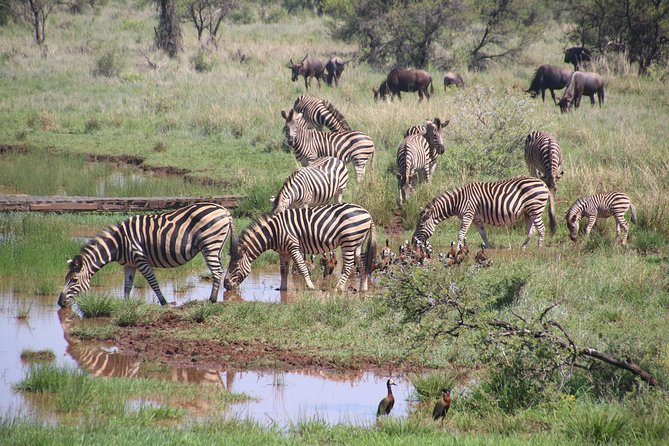 Olpejeta, Lake Naivasha, Masai Mara 5 Days Private Kenya Jeep Tour - Cancellation Policy