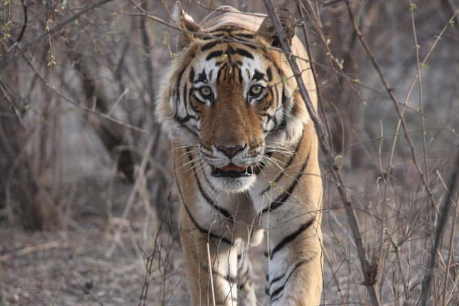 On the Tigers Trail: Delhi to Ranthambhore 1 Night Trip With 2 Jeep Safaris - Itinerary Overview