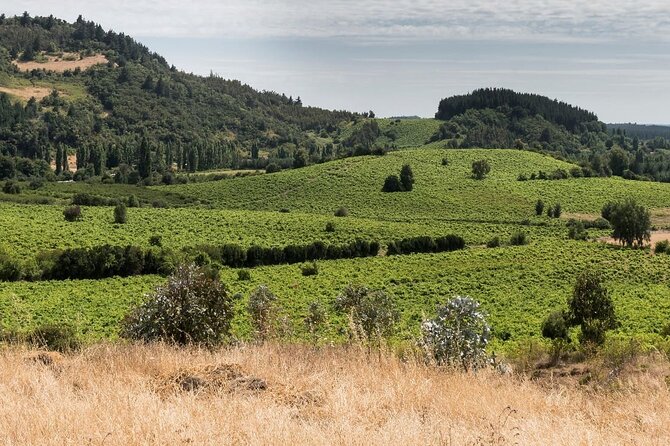 Organic Family Winery Experience in Liguria - Schedule Options