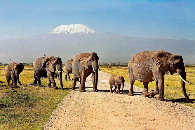 Over Night -Amboseli National Park From Nairobi With Free Pick up - Frequently Asked Questions