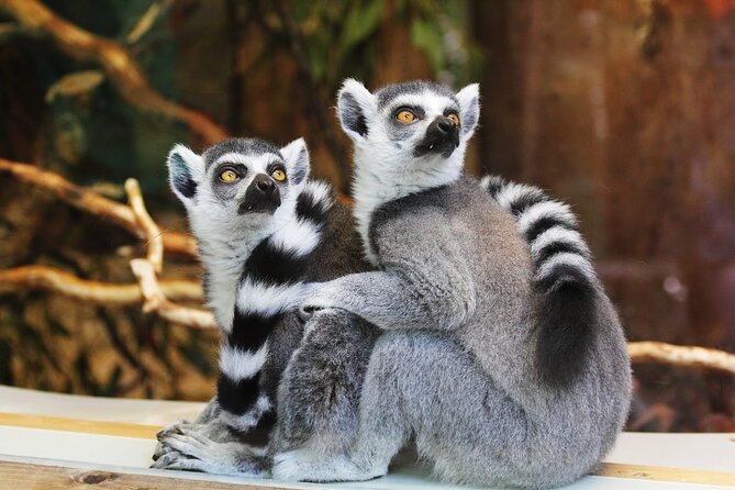 Pafos Zoo Visit & Blue Lagoon Cruise With Local Guide Limassol - The Sum Up