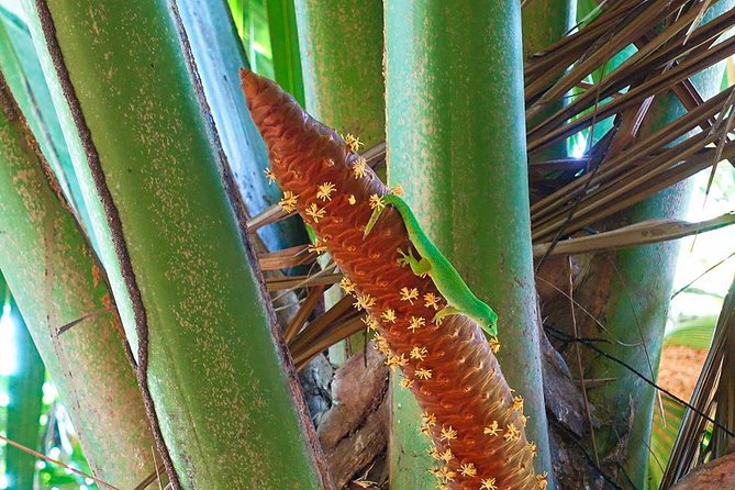 Palms and Pearls Full Day Tour - Frequently Asked Questions
