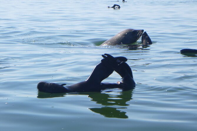 Pelican Point Kayaking Half-Day Tour - Inclusions