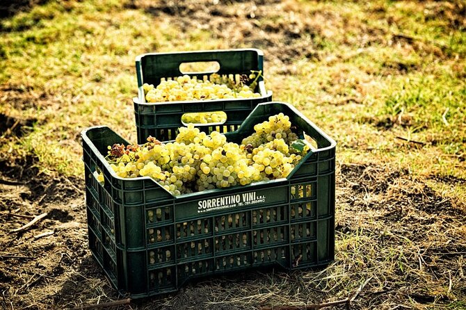 Picnic in the Vineyard on the Slopes of Vesuvius - The Sum Up