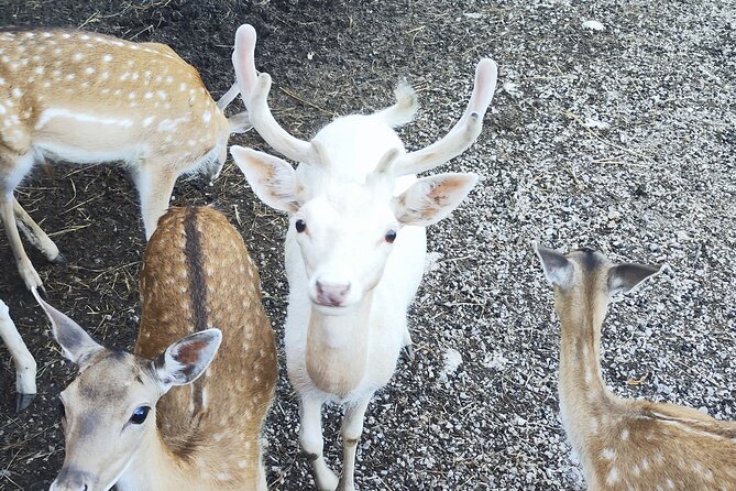 Plitvice Lakes and Deer Valley From Zagreb - Frequently Asked Questions