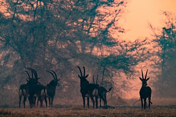 Private 10-day Mikumi Ruaha Selous Safari - Terms and Conditions