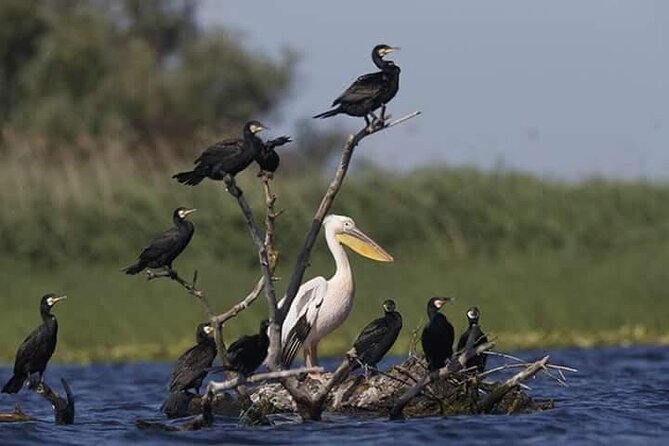Private 3-Day Tour Danube Delta Birdwaching and Safari Experience From Bucharest - Customer Reviews and Ratings