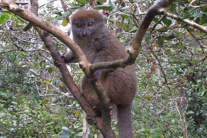 Private 9-Day Morondava Baobabs and Andasibe Lemurs Tour - Review Summary