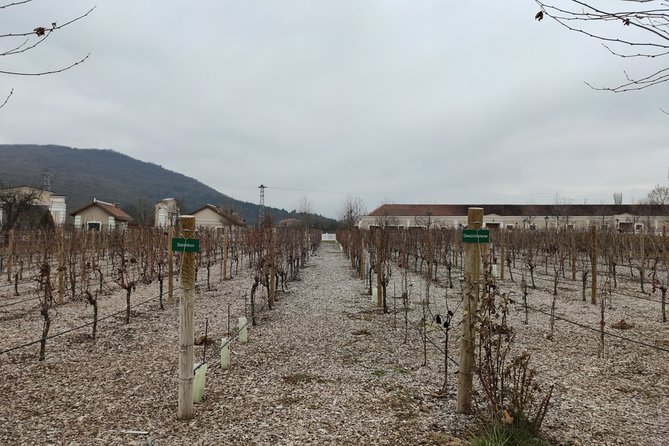 Private Day Trip From Plovdiv To Wine Cellars And Wine Tasting - Background