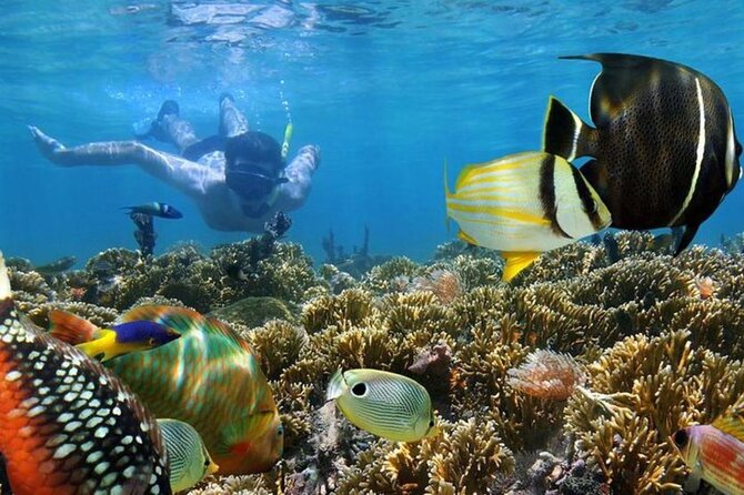 Private Full-Day Dhow Cruise to Mnemba Island Reef for Snorkeling - Directions