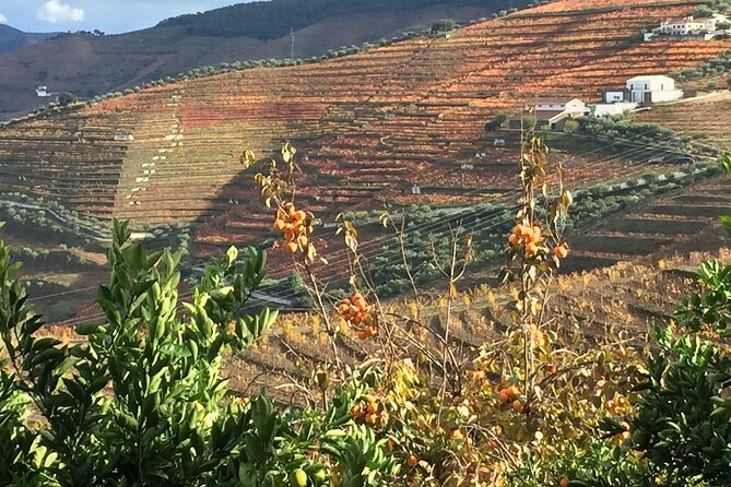 Private Full Day Douro Tour