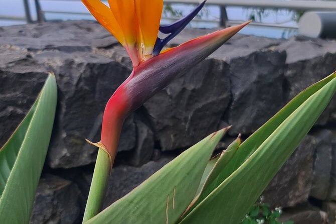 Private Full Day Island Tour in Madeira - Frequently Asked Questions