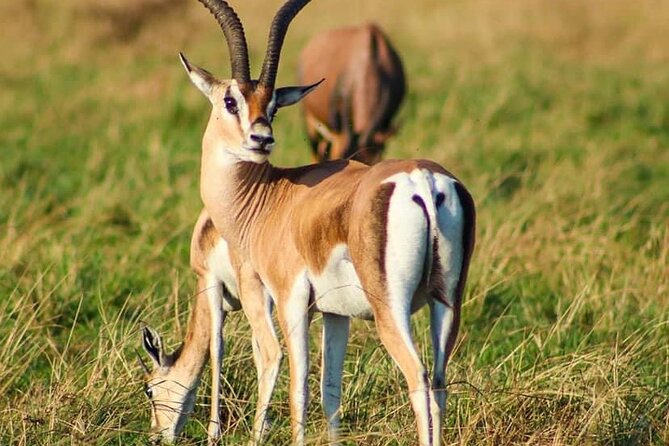 Private Full Day Tour in Lake Naivasha - Accessibility