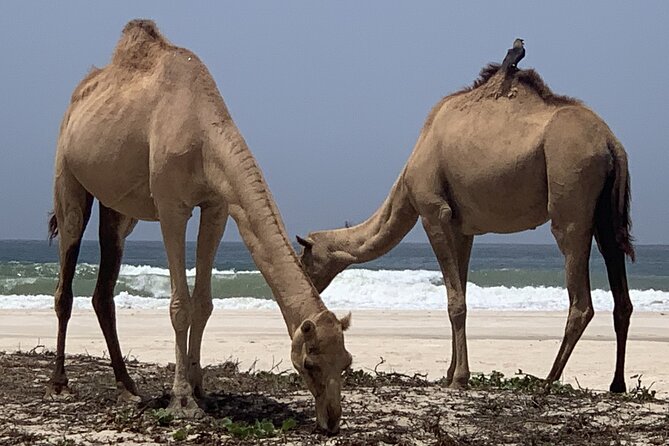 Private Guided Tour to West Beaches of Salalah - Accessibility Considerations