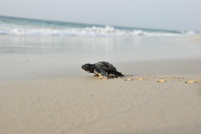 Private Guided Turtle Tour in Boa Vista - Pricing and Guarantee