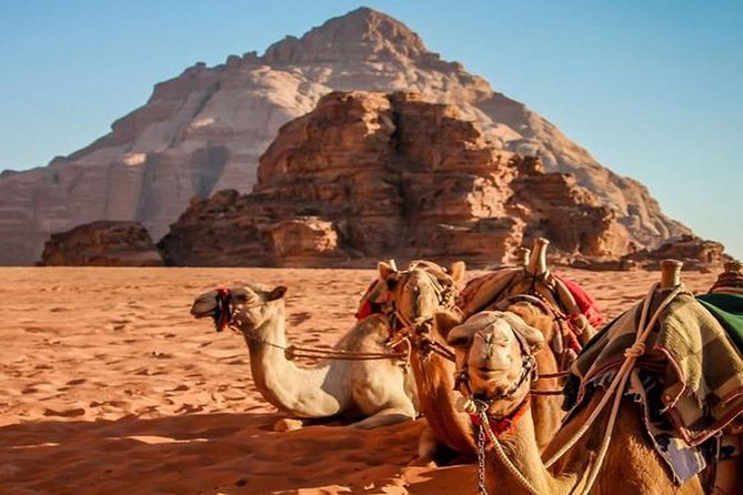 Private Half-Day Aqaba Shore Excursion to Wadi Rum Lawrence of Arabia - Customer Reviews