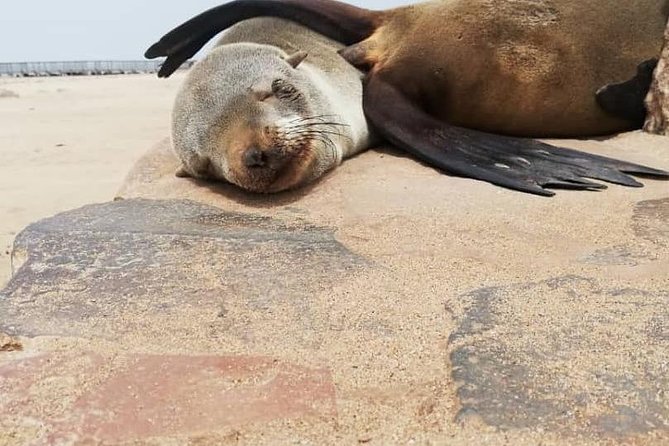 Private Half Day Coast Tour of Walvis Bay and Swakopmund City - Additional Information