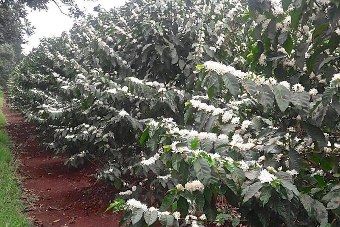 Private Half-Day Tour in Fairview Coffee Farm From Nairobi - The Sum Up
