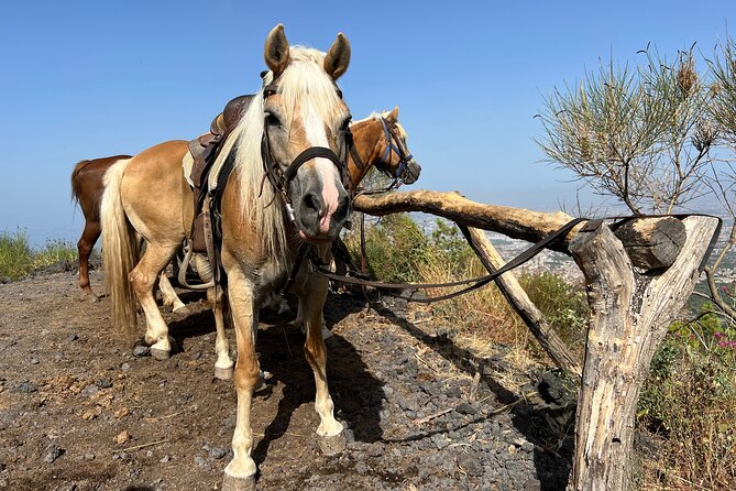 Private Horseback Riding Experience on Vesuvius and Product Tasting - Pickup Information