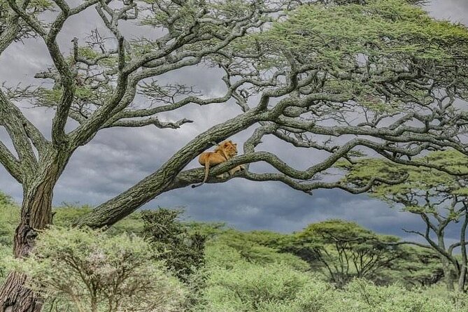 Private Multi Day Safari Tour in Tanzania - Pickup Information