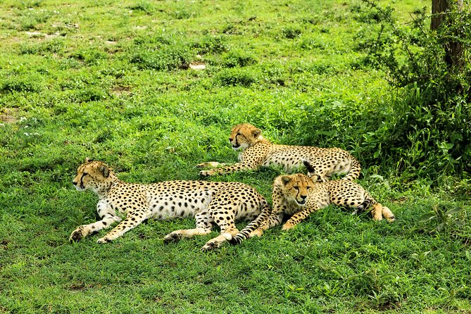Private Safari in Tarangire National Park - Pickup Details