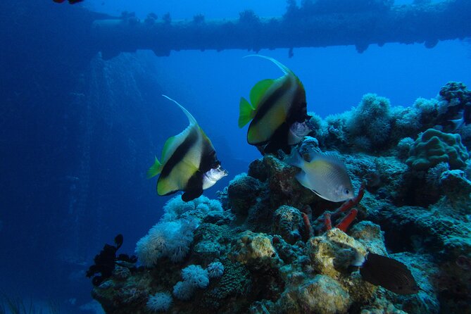 Private Scuba Diving Adventure in the Red Sea of Aqaba - Cancellation Policy Details