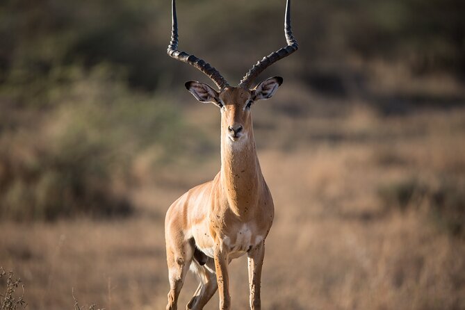 Private Serengeti Safari, Ngoro Crater & Tarangire National Park - Booking Information