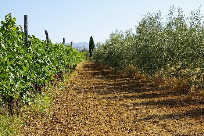 Private Tasting of Organic Wines in the Cellar in Arezzo - Important Additional Information
