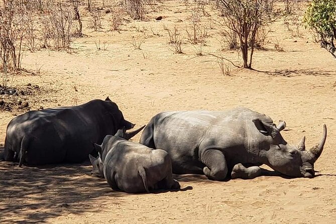 Private Tour - Game Drive & Rhino Walk Safari - Customer Reviews