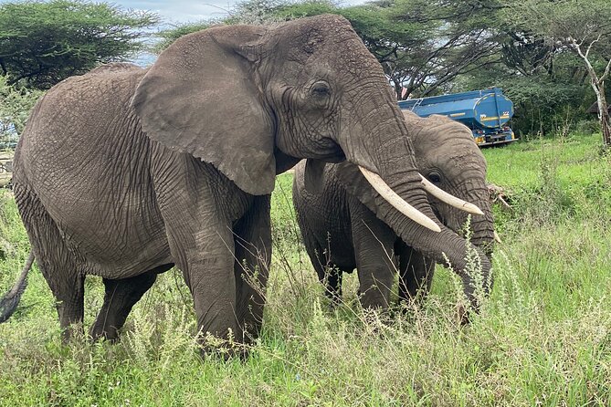 Private Tour in Arusha National Park - What To Expect