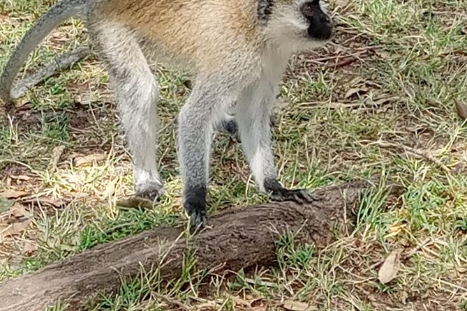 Private Tour of Tsavo East National Park From Mombasa - How to Book