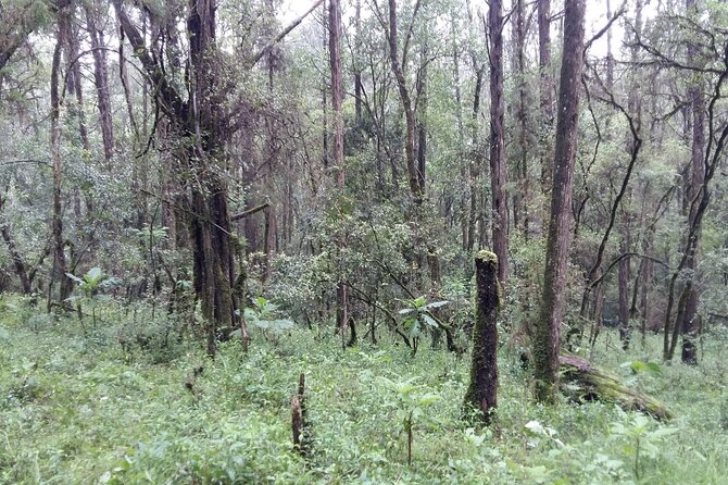 Private Tour to Suba Forest and Highest Peak With Lunch - Tour Inclusions