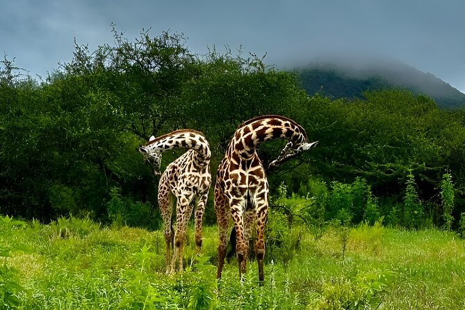 Private Walking Tour With Giraffes - Cancellation Policy