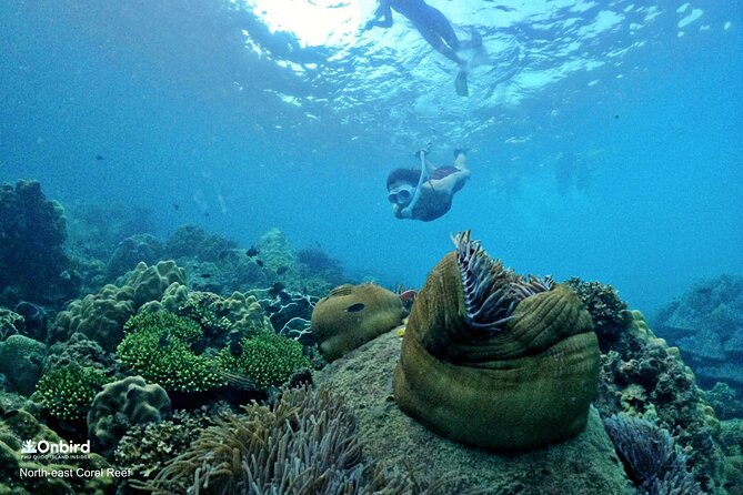 PROFESSIONAL SNORKELING to Explore Hidden Coral Spots (MAX 9 PAX) - Inclusions