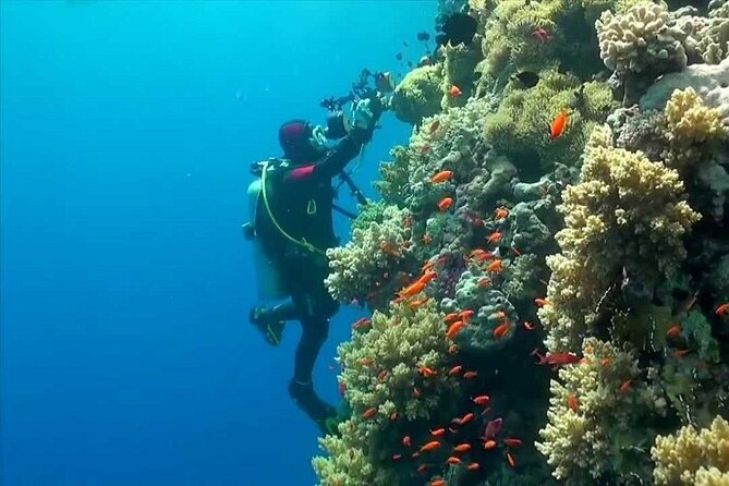 Ras Mohamed Nature Reserve Snorkeling Tour W/ White Island by Yacht - Pickup and Drop-off Details