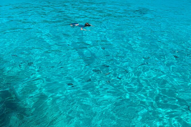 Reef Safari - Snorkeling, Fish Feeding & Lunch (Shared Day Trip) - Memorable Experiences