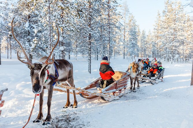 Reindeer Family Trip and Visit to the Husky Kennel