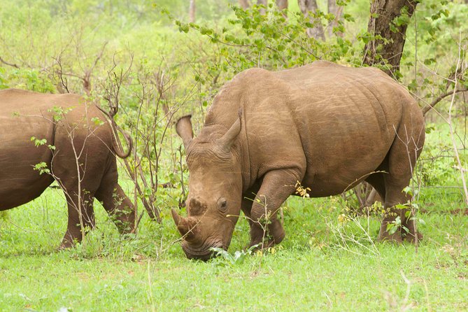 Rhino Game Drive - Booking Policies