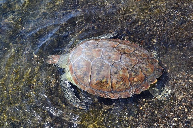Sal Island: Sea Turtle Experience From Santa Maria - Frequently Asked Questions
