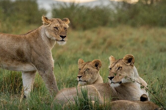 Samburu, Aberdare and Maasai Mara Adventure 11days/10nights. - Itinerary Highlights