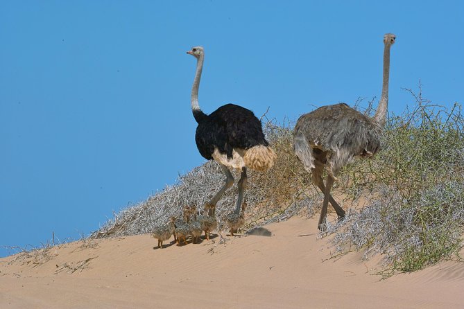 Sandwich Harbour Half-Day 4x4 Tour (5 Hours) From Walvis Bay - Customer Reviews