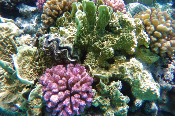 Satayeh Reef Swim With Dolphin in and Snorkeling Sea Trip With Lunch -Marsa Alam - Frequently Asked Questions