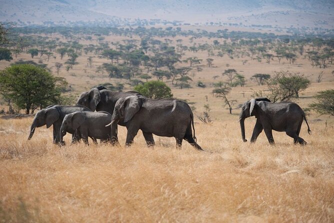 Savannah Escape & Active Culture Tour - Price and Booking