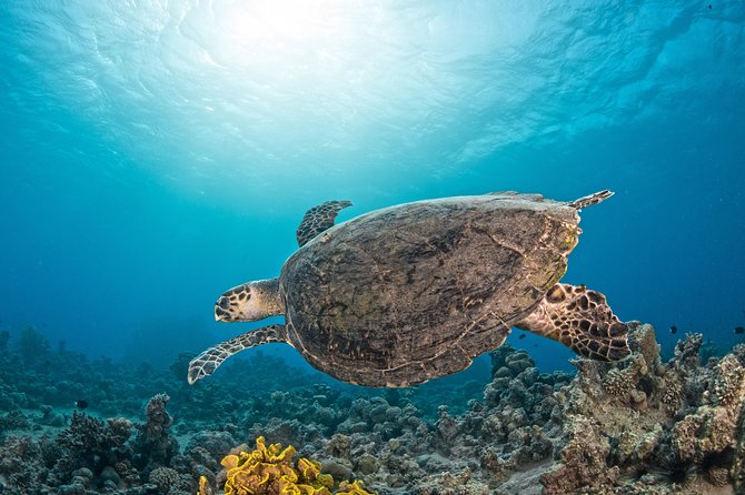 Scuba Diving for Certified Divers - Frequently Asked Questions