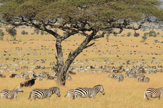 SERENGETI - 4 Days - Transportation Logistics