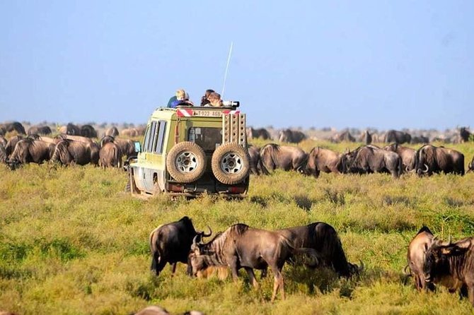 Serengeti National Park 7 Days Safaris Camping - Meeting and Pickup Information