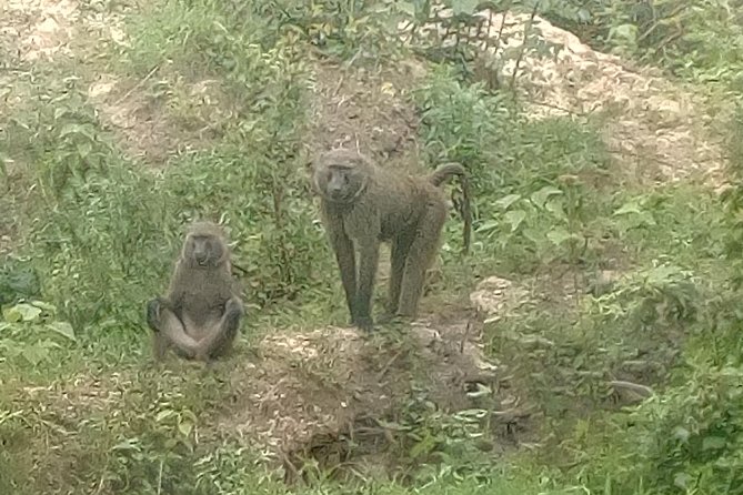 Seven Days Exploring the Pearl of Africa (Uganda) - Day 4: Encounter Wildlife in Queen Elizabeth National Park