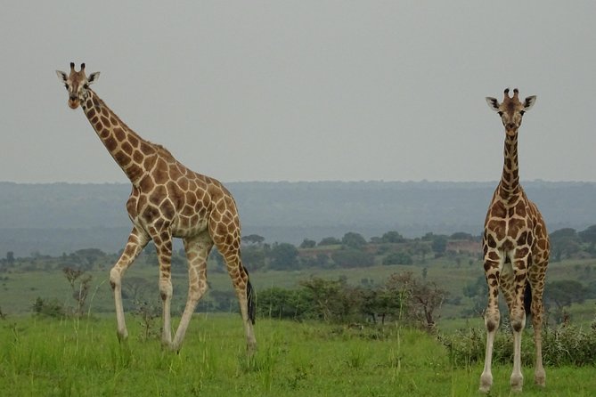 Seven Days One Wonderful Week Safari In Uganda - Day 6-7: Relaxing in Lake Mburo National Park